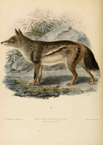 Reproducción/Reproduction 5988402572: Dogs, jackals, wolves, and foxes London R.H. Porter 1890 