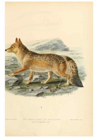 Reproducción/Reproduction 5988402904: Dogs, jackals, wolves, and foxes London R.H. Porter 1890 