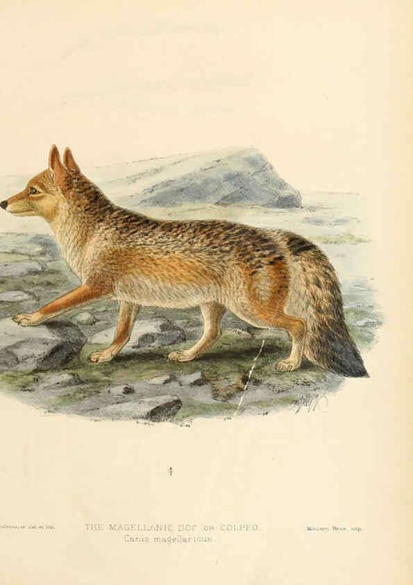 Reproducción/Reproduction 5988402904: Dogs, jackals, wolves, and foxes London R.H. Porter 1890 