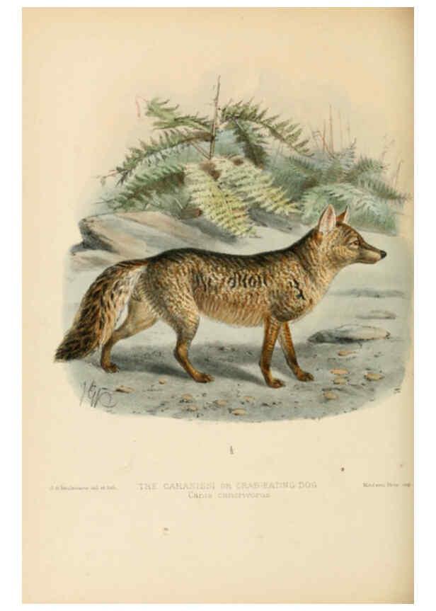 Reproducción/Reproduction 5987839651: Dogs, jackals, wolves, and foxes London R.H. Porter 1890 
