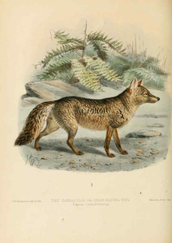 Reproducción/Reproduction 5987839651: Dogs, jackals, wolves, and foxes London R.H. Porter 1890 