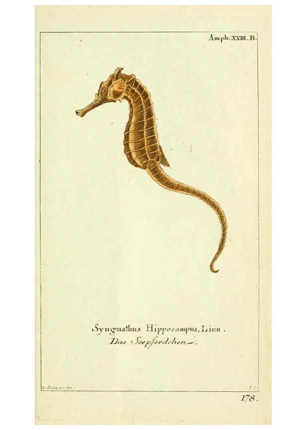 Reproducción/Reproduction 5988325502: Gemeinnüzzige Naturgeschichte des Thierreichs bd. 4 plates Berlin ;bei Gottlieb August Lange,1780-1789