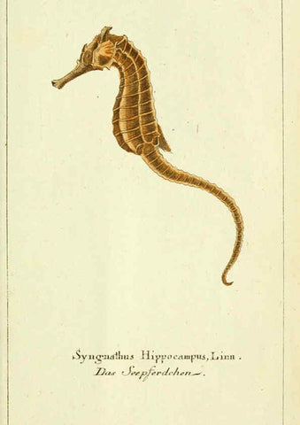 Reproducción/Reproduction 5988325502: Gemeinnüzzige Naturgeschichte des Thierreichs bd. 4 plates Berlin ;bei Gottlieb August Lange,1780-1789
