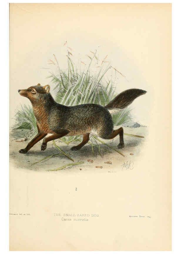 Reproducción/Reproduction 5987839997: Dogs, jackals, wolves, and foxes London R.H. Porter 1890 