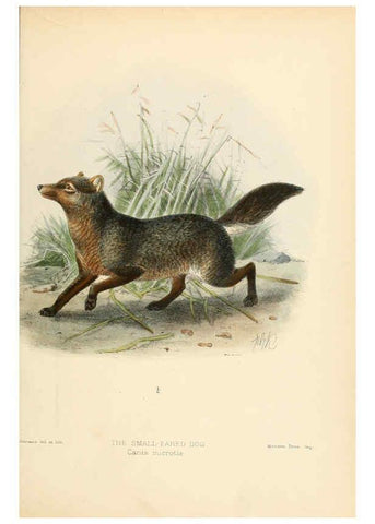 Reproducción/Reproduction 5987839997: Dogs, jackals, wolves, and foxes London R.H. Porter 1890 