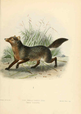 Reproducción/Reproduction 5987839997: Dogs, jackals, wolves, and foxes London R.H. Porter 1890 