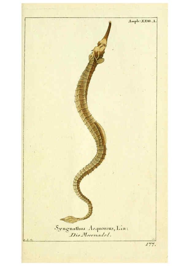 Reproducción/Reproduction 5988325266: Gemeinnüzzige Naturgeschichte des Thierreichs bd. 4 plates Berlin ;bei Gottlieb August Lange,1780-1789