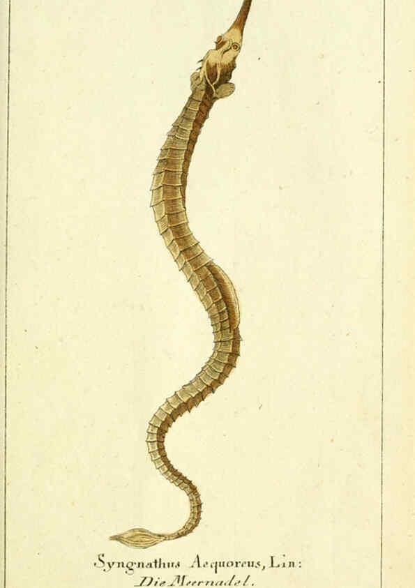 Reproducción/Reproduction 5988325266: Gemeinnüzzige Naturgeschichte des Thierreichs bd. 4 plates Berlin ;bei Gottlieb August Lange,1780-1789