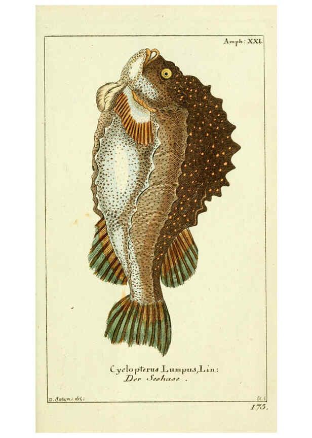 Reproducción/Reproduction 5987761007: Gemeinnüzzige Naturgeschichte des Thierreichs bd. 4 plates Berlin ;bei Gottlieb August Lange,1780-1789