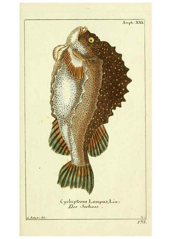 Reproducción/Reproduction 5987761007: Gemeinnüzzige Naturgeschichte des Thierreichs bd. 4 plates Berlin ;bei Gottlieb August Lange,1780-1789