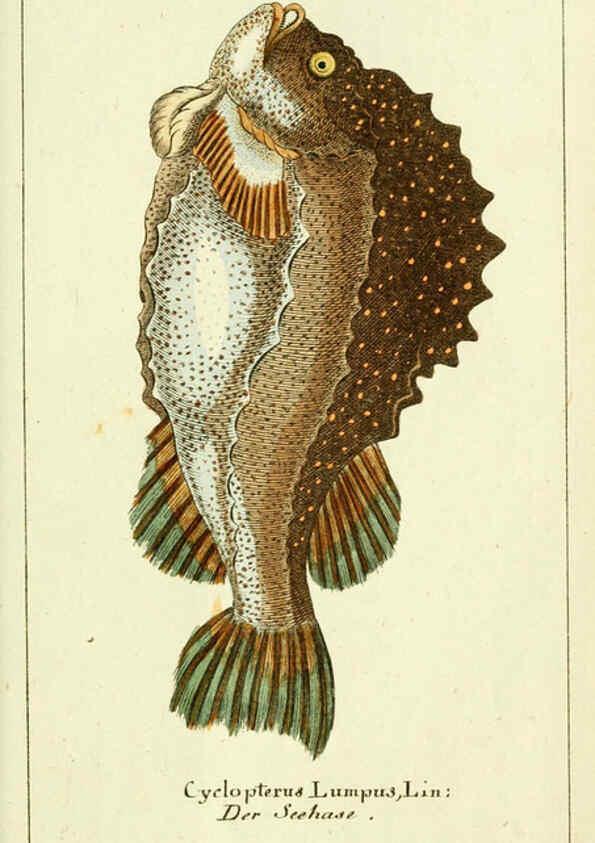 Reproducción/Reproduction 5987761007: Gemeinnüzzige Naturgeschichte des Thierreichs bd. 4 plates Berlin ;bei Gottlieb August Lange,1780-1789