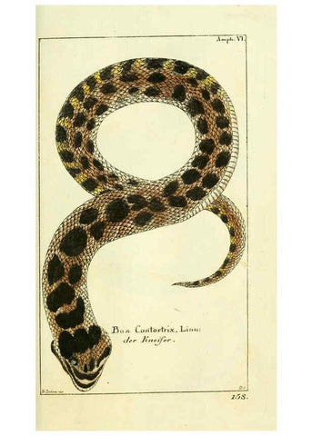 Reproducción/Reproduction 5987755705: Gemeinnüzzige Naturgeschichte des Thierreichs bd. 4 plates Berlin ;bei Gottlieb August Lange,1780-1789
