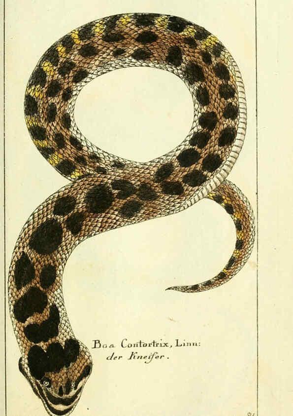 Reproducción/Reproduction 5987755705: Gemeinnüzzige Naturgeschichte des Thierreichs bd. 4 plates Berlin ;bei Gottlieb August Lange,1780-1789