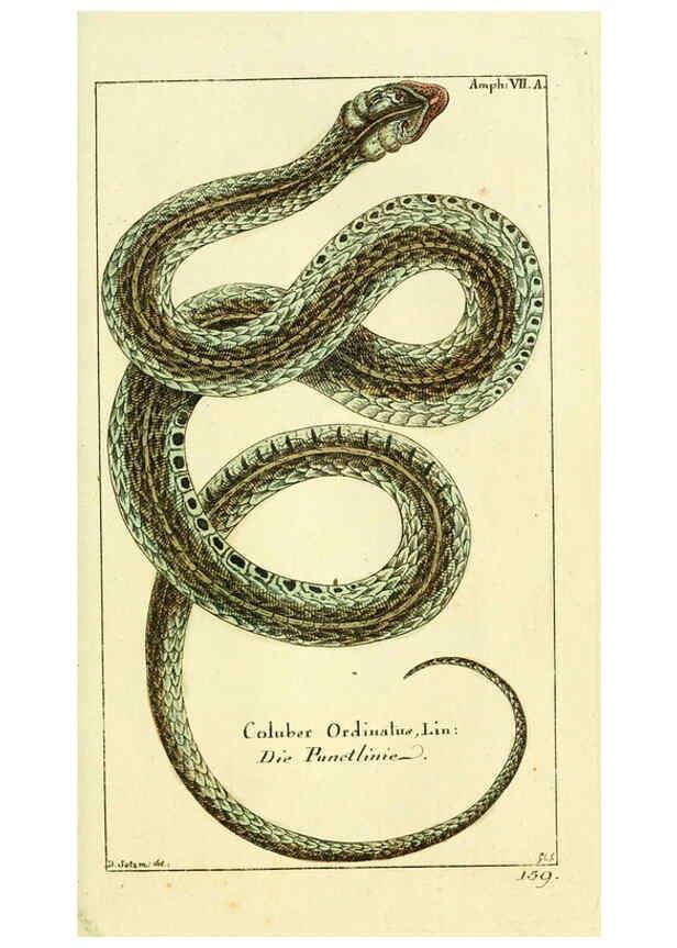 Reproducción/Reproduction 5988319236: Gemeinnüzzige Naturgeschichte des Thierreichs bd. 4 plates Berlin ;bei Gottlieb August Lange,1780-1789