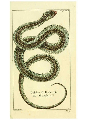 Reproducción/Reproduction 5988319236: Gemeinnüzzige Naturgeschichte des Thierreichs bd. 4 plates Berlin ;bei Gottlieb August Lange,1780-1789