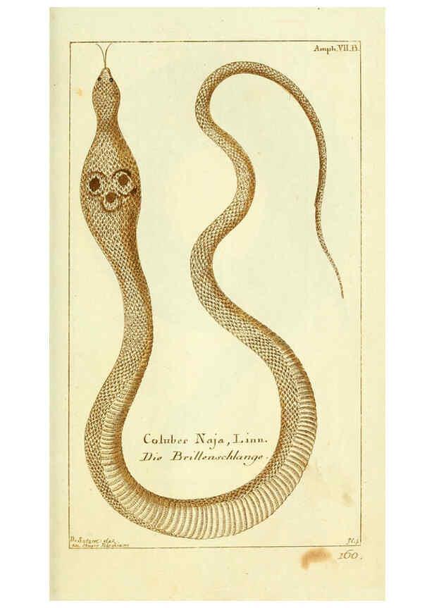 Reproducción/Reproduction 5987756395: Gemeinnüzzige Naturgeschichte des Thierreichs bd. 4 plates Berlin ;bei Gottlieb August Lange,1780-1789