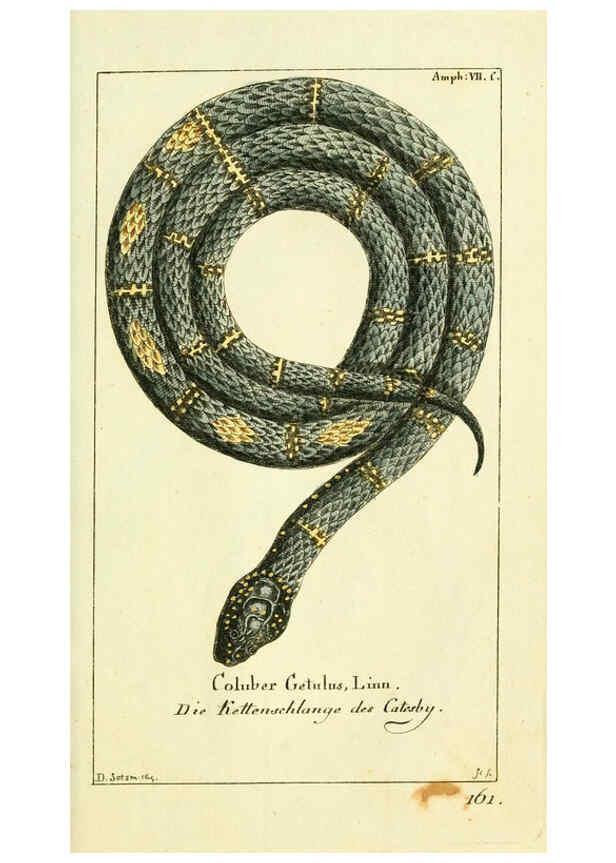 Reproducción/Reproduction 5987756755: Gemeinnüzzige Naturgeschichte des Thierreichs bd. 4 plates Berlin ;bei Gottlieb August Lange,1780-1789