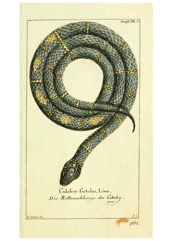 Reproducción/Reproduction 5987756755: Gemeinnüzzige Naturgeschichte des Thierreichs bd. 4 plates Berlin ;bei Gottlieb August Lange,1780-1789