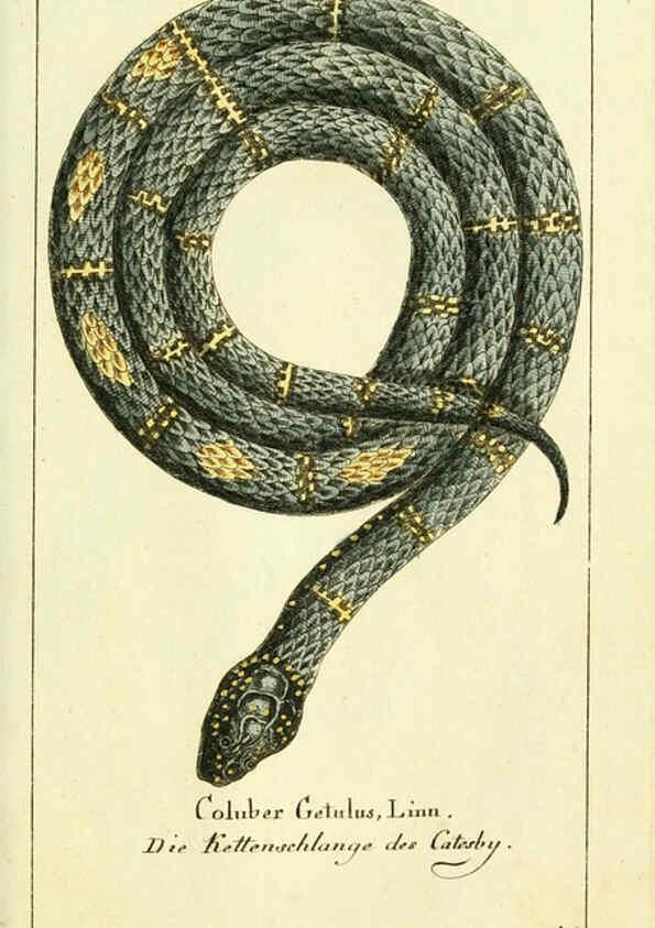 Reproducción/Reproduction 5987756755: Gemeinnüzzige Naturgeschichte des Thierreichs bd. 4 plates Berlin ;bei Gottlieb August Lange,1780-1789