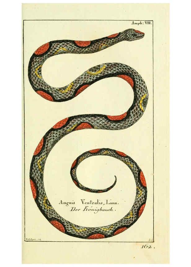 Reproducción/Reproduction 5987757055: Gemeinnüzzige Naturgeschichte des Thierreichs bd. 4 plates Berlin ;bei Gottlieb August Lange,1780-1789