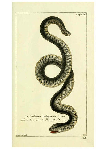 Reproducción/Reproduction 5988320754: Gemeinnüzzige Naturgeschichte des Thierreichs bd. 4 plates Berlin ;bei Gottlieb August Lange,1780-1789