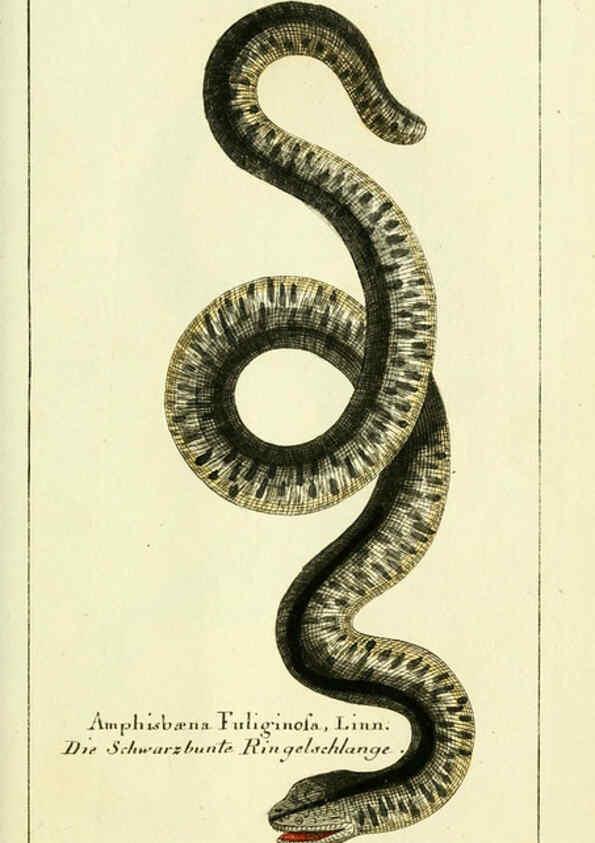 Reproducción/Reproduction 5988320754: Gemeinnüzzige Naturgeschichte des Thierreichs bd. 4 plates Berlin ;bei Gottlieb August Lange,1780-1789