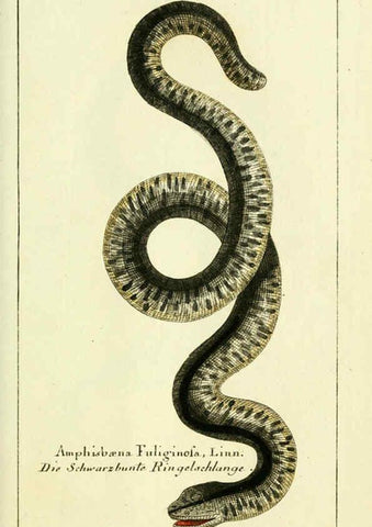 Reproducción/Reproduction 5988320754: Gemeinnüzzige Naturgeschichte des Thierreichs bd. 4 plates Berlin ;bei Gottlieb August Lange,1780-1789