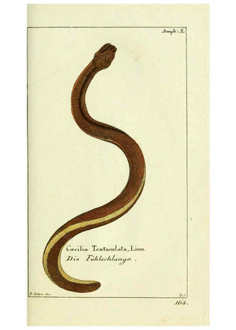 Reproducción/Reproduction 5988321094: Gemeinnüzzige Naturgeschichte des Thierreichs bd. 4 plates Berlin ;bei Gottlieb August Lange,1780-1789