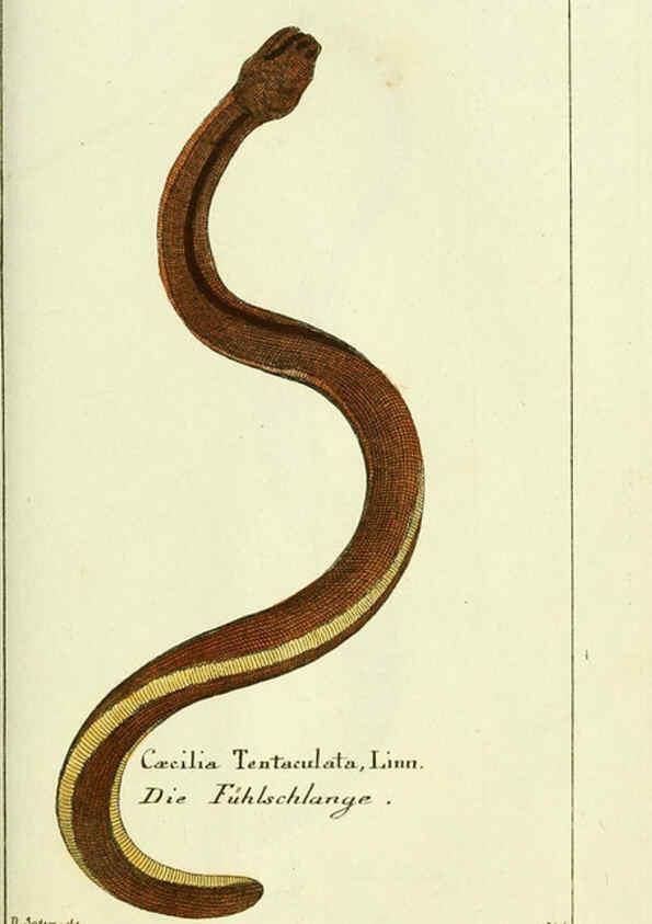 Reproducción/Reproduction 5988321094: Gemeinnüzzige Naturgeschichte des Thierreichs bd. 4 plates Berlin ;bei Gottlieb August Lange,1780-1789