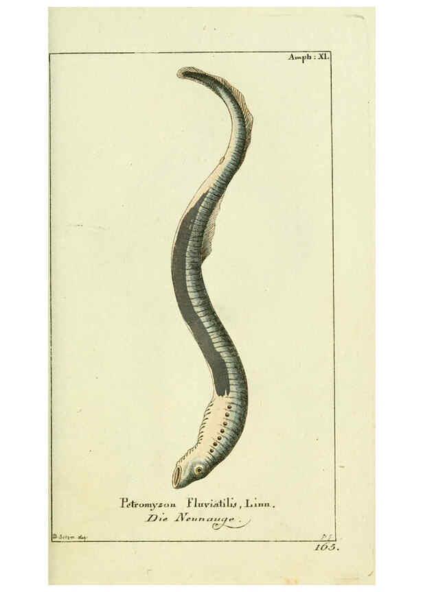 Reproducción/Reproduction 5987758065: Gemeinnüzzige Naturgeschichte des Thierreichs bd. 4 plates Berlin ;bei Gottlieb August Lange,1780-1789