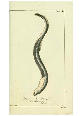 Reproducción/Reproduction 5987758065: Gemeinnüzzige Naturgeschichte des Thierreichs bd. 4 plates Berlin ;bei Gottlieb August Lange,1780-1789