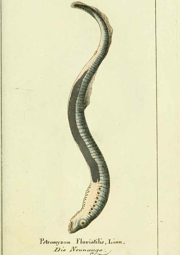 Reproducción/Reproduction 5987758065: Gemeinnüzzige Naturgeschichte des Thierreichs bd. 4 plates Berlin ;bei Gottlieb August Lange,1780-1789