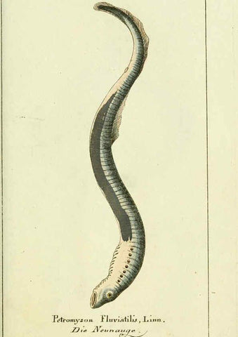 Reproducción/Reproduction 5987758065: Gemeinnüzzige Naturgeschichte des Thierreichs bd. 4 plates Berlin ;bei Gottlieb August Lange,1780-1789