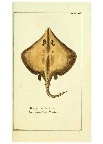 Reproducción/Reproduction 5988321772: Gemeinnüzzige Naturgeschichte des Thierreichs bd. 4 plates Berlin ;bei Gottlieb August Lange,1780-1789