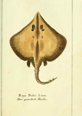 Reproducción/Reproduction 5988321772: Gemeinnüzzige Naturgeschichte des Thierreichs bd. 4 plates Berlin ;bei Gottlieb August Lange,1780-1789