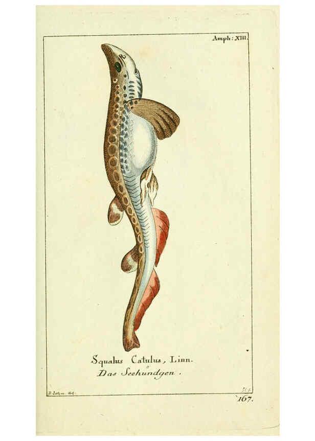 Reproducción/Reproduction 5987758601: Gemeinnüzzige Naturgeschichte des Thierreichs bd. 4 plates Berlin ;bei Gottlieb August Lange,1780-1789