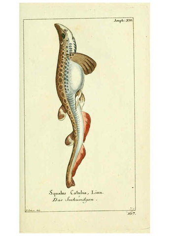 Reproducción/Reproduction 5987758601: Gemeinnüzzige Naturgeschichte des Thierreichs bd. 4 plates Berlin ;bei Gottlieb August Lange,1780-1789