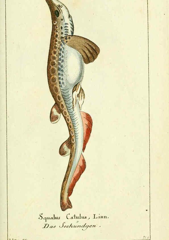 Reproducción/Reproduction 5987758601: Gemeinnüzzige Naturgeschichte des Thierreichs bd. 4 plates Berlin ;bei Gottlieb August Lange,1780-1789