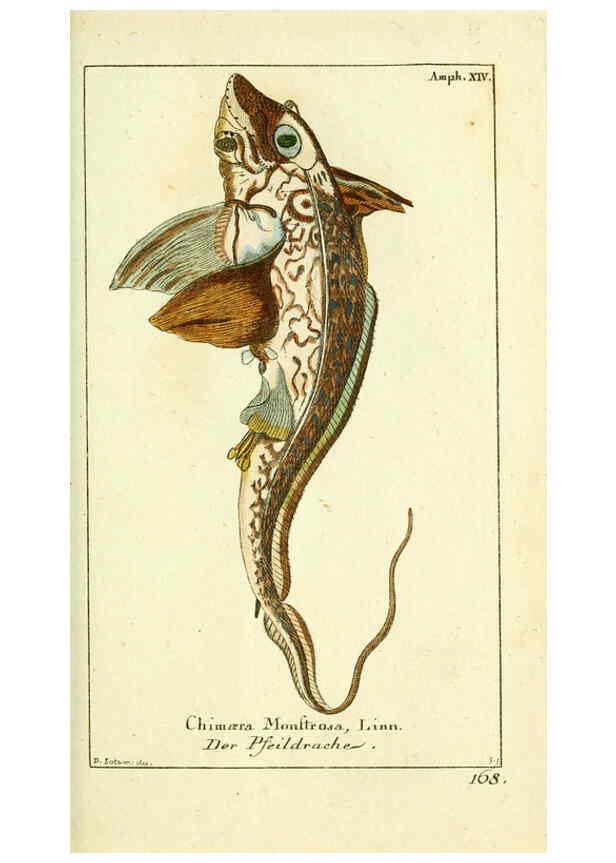 Reproducción/Reproduction 5988322582: Gemeinnüzzige Naturgeschichte des Thierreichs bd. 4 plates Berlin ;bei Gottlieb August Lange,1780-1789