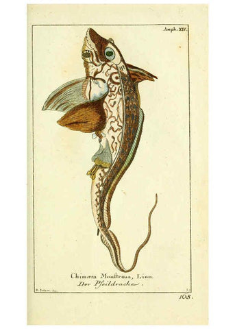 Reproducción/Reproduction 5988322582: Gemeinnüzzige Naturgeschichte des Thierreichs bd. 4 plates Berlin ;bei Gottlieb August Lange,1780-1789