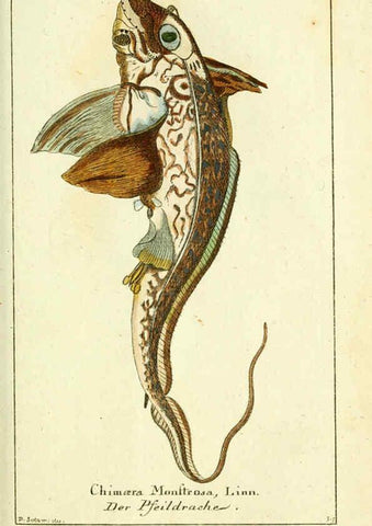 Reproducción/Reproduction 5988322582: Gemeinnüzzige Naturgeschichte des Thierreichs bd. 4 plates Berlin ;bei Gottlieb August Lange,1780-1789