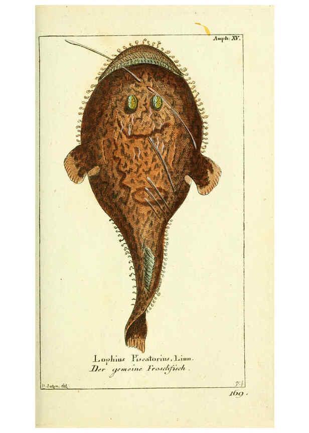 Reproducción/Reproduction 5987759339: Gemeinnüzzige Naturgeschichte des Thierreichs bd. 4 plates Berlin ;bei Gottlieb August Lange,1780-1789