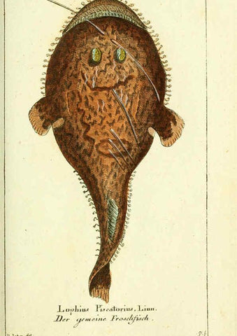Reproducción/Reproduction 5987759339: Gemeinnüzzige Naturgeschichte des Thierreichs bd. 4 plates Berlin ;bei Gottlieb August Lange,1780-1789