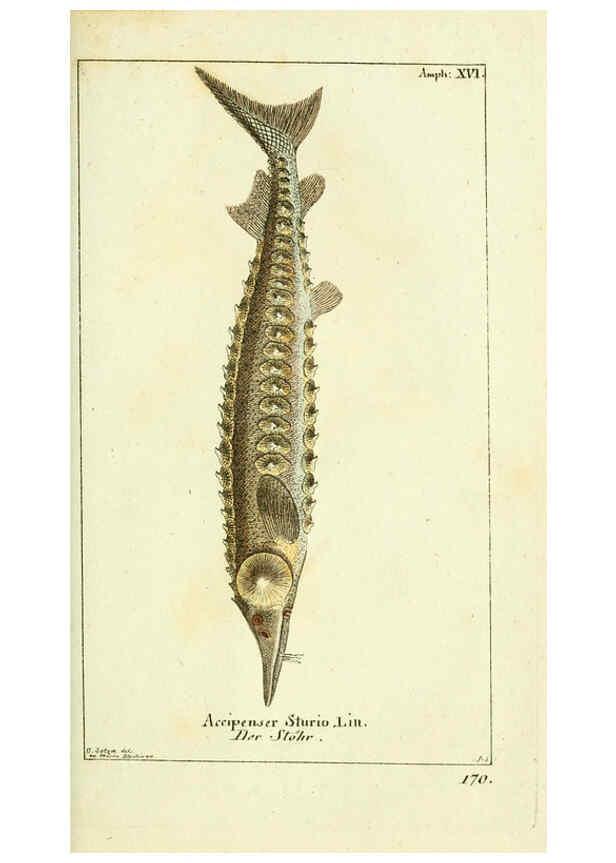 Reproducción/Reproduction 5987759579: Gemeinnüzzige Naturgeschichte des Thierreichs bd. 4 plates Berlin ;bei Gottlieb August Lange,1780-1789