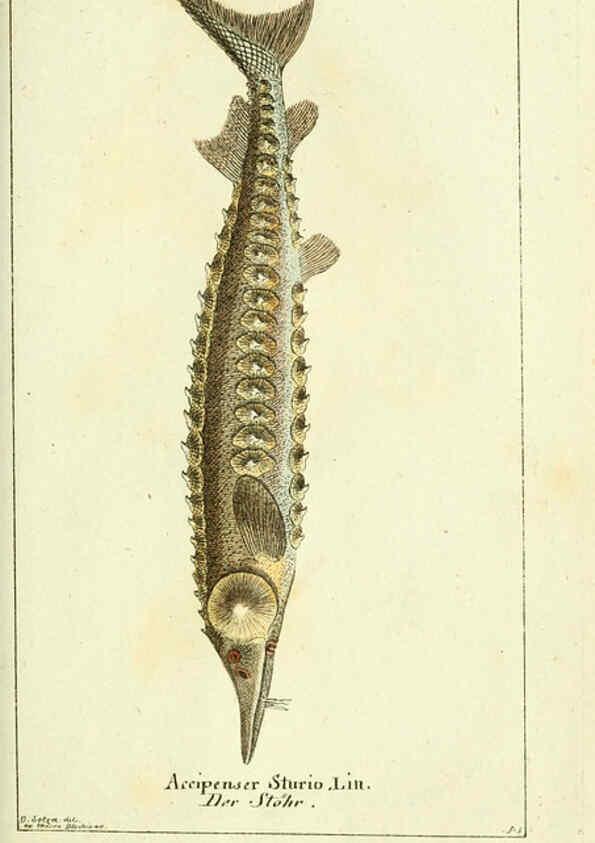 Reproducción/Reproduction 5987759579: Gemeinnüzzige Naturgeschichte des Thierreichs bd. 4 plates Berlin ;bei Gottlieb August Lange,1780-1789