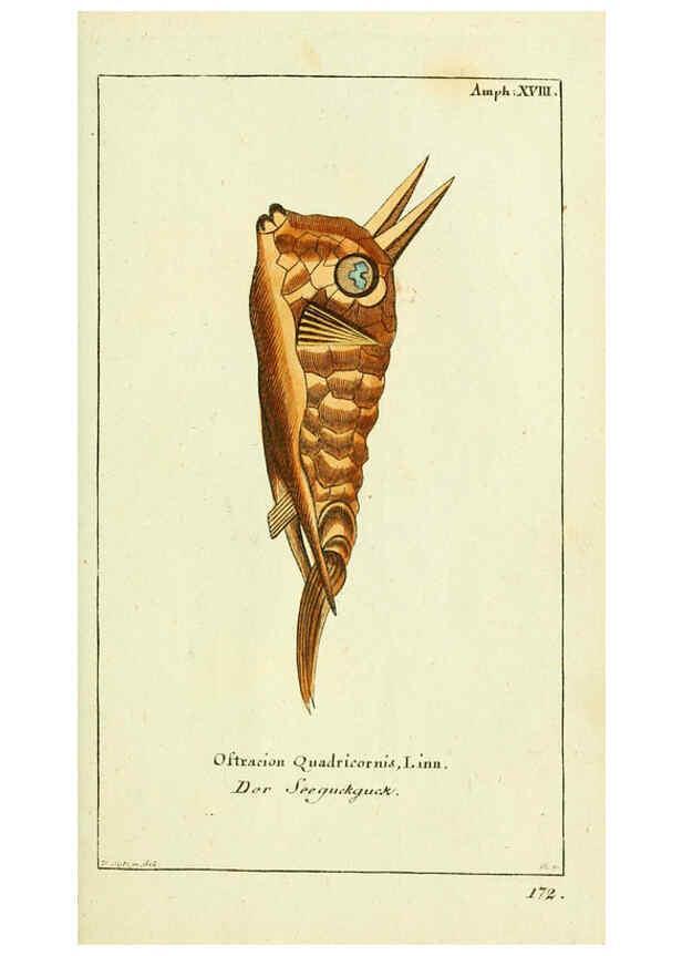 Reproducción/Reproduction 5988323482: Gemeinnüzzige Naturgeschichte des Thierreichs bd. 4 plates Berlin ;bei Gottlieb August Lange,1780-1789