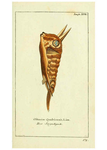 Reproducción/Reproduction 5988323482: Gemeinnüzzige Naturgeschichte des Thierreichs bd. 4 plates Berlin ;bei Gottlieb August Lange,1780-1789