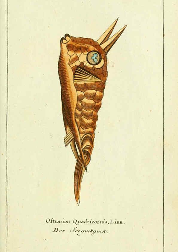 Reproducción/Reproduction 5988323482: Gemeinnüzzige Naturgeschichte des Thierreichs bd. 4 plates Berlin ;bei Gottlieb August Lange,1780-1789