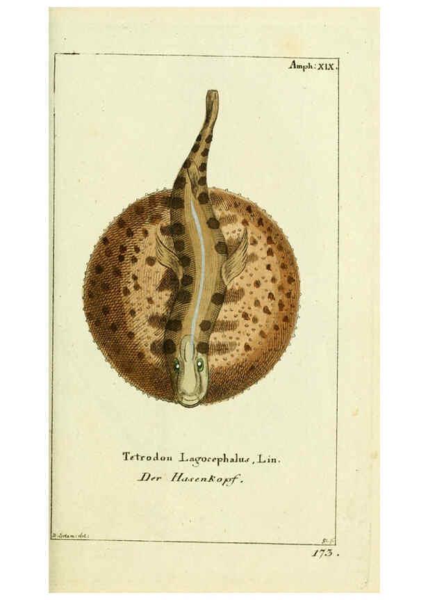 Reproducción/Reproduction 5988323910: Gemeinnüzzige Naturgeschichte des Thierreichs bd. 4 plates Berlin ;bei Gottlieb August Lange,1780-1789