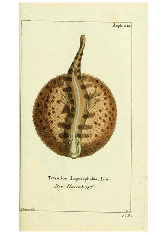 Reproducción/Reproduction 5988323910: Gemeinnüzzige Naturgeschichte des Thierreichs bd. 4 plates Berlin ;bei Gottlieb August Lange,1780-1789